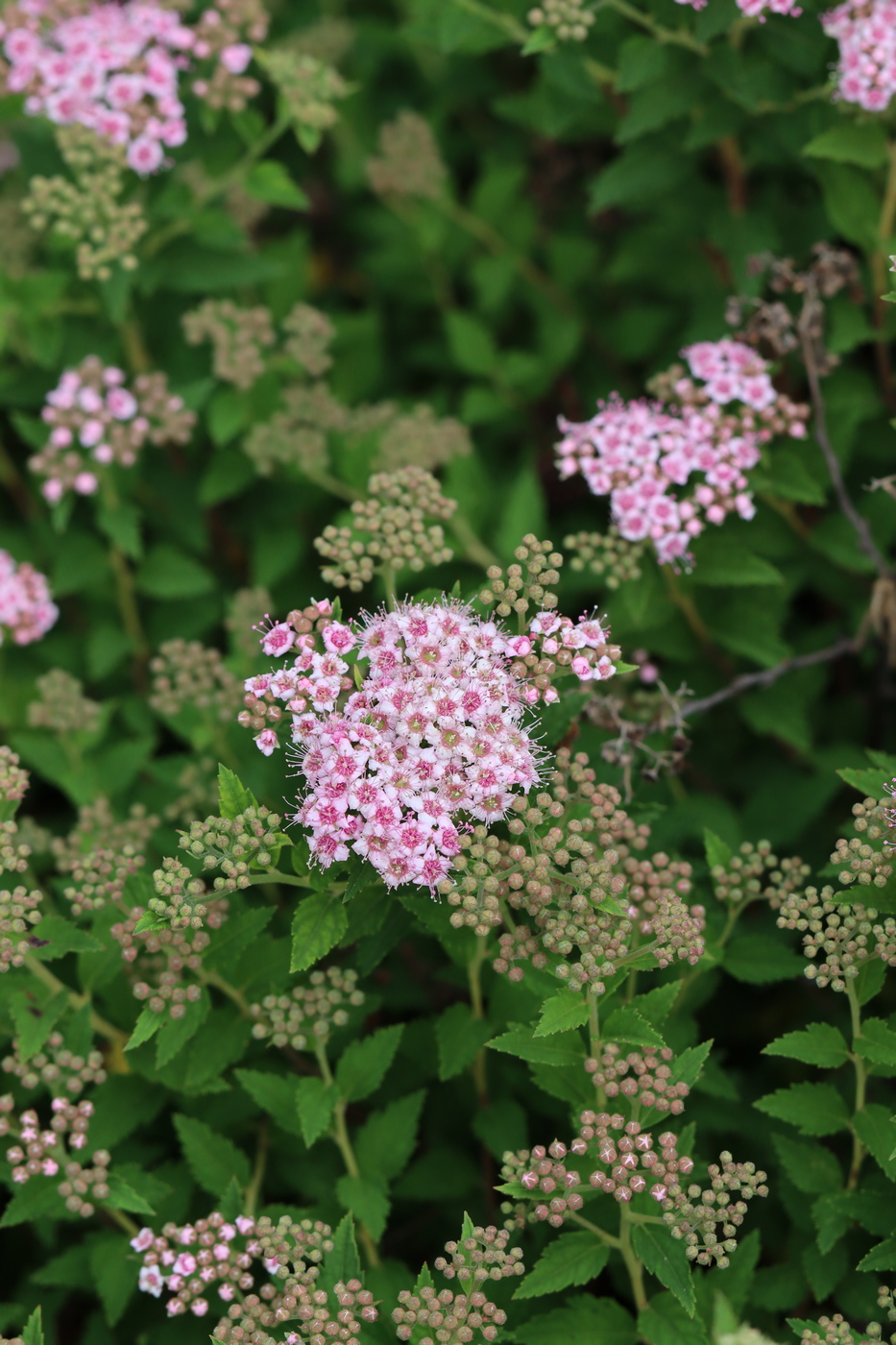 Изображение особи Spiraea japonica.