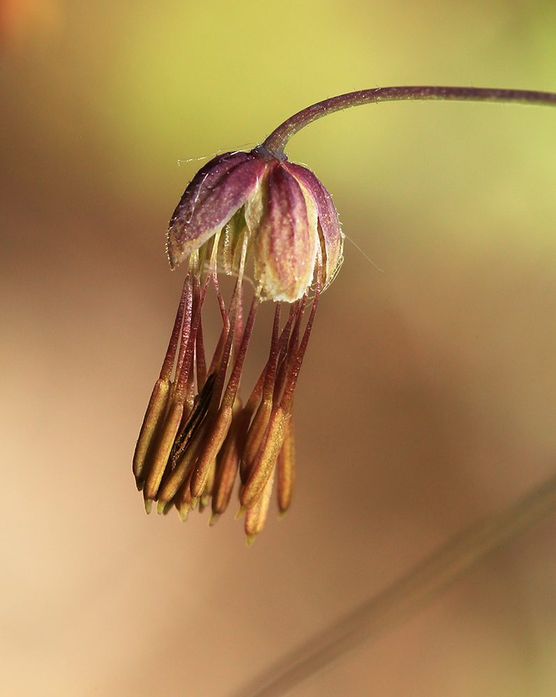 Image of Thalictrum foetidum specimen.