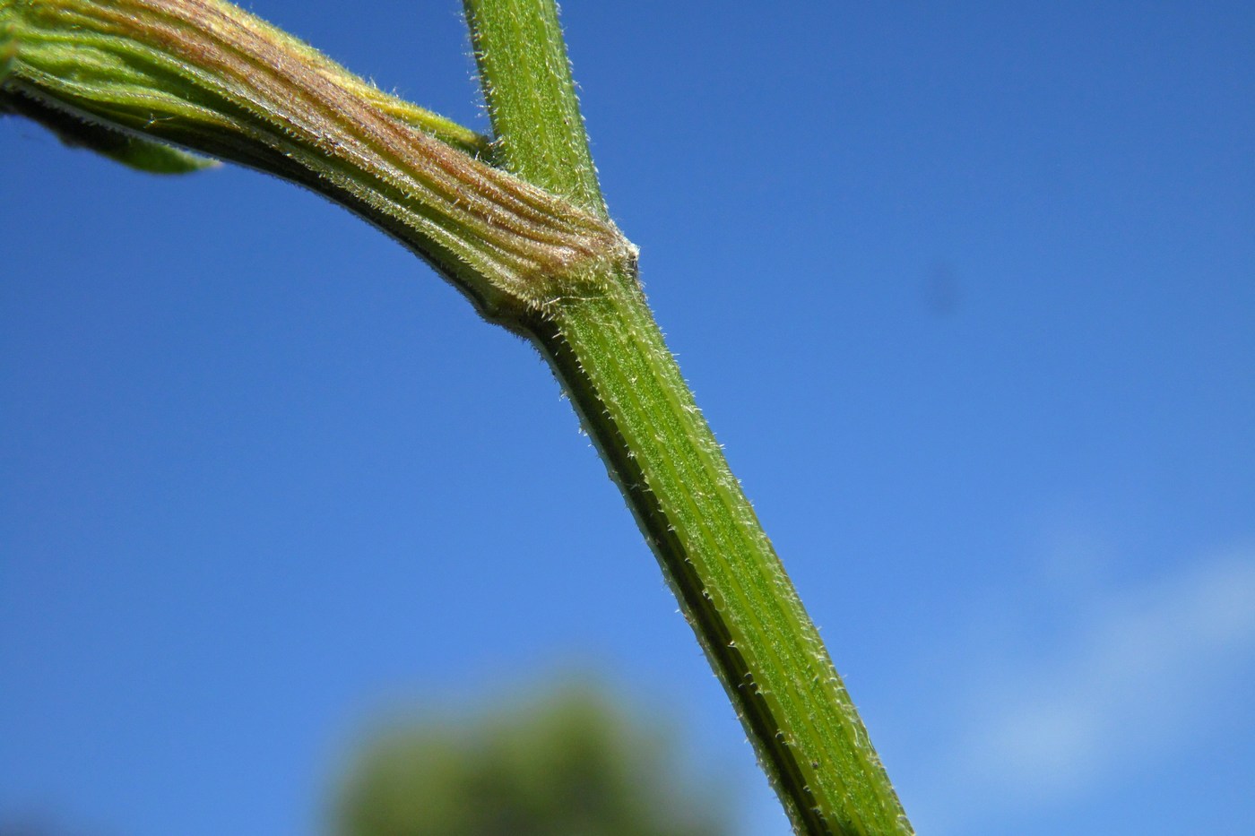 Image of Pastinaca armena specimen.