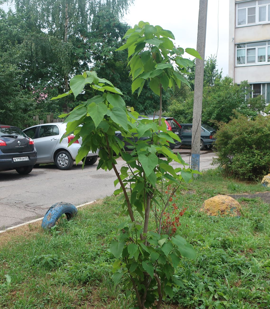 Изображение особи Catalpa bignonioides.