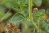 Thymus nummularius