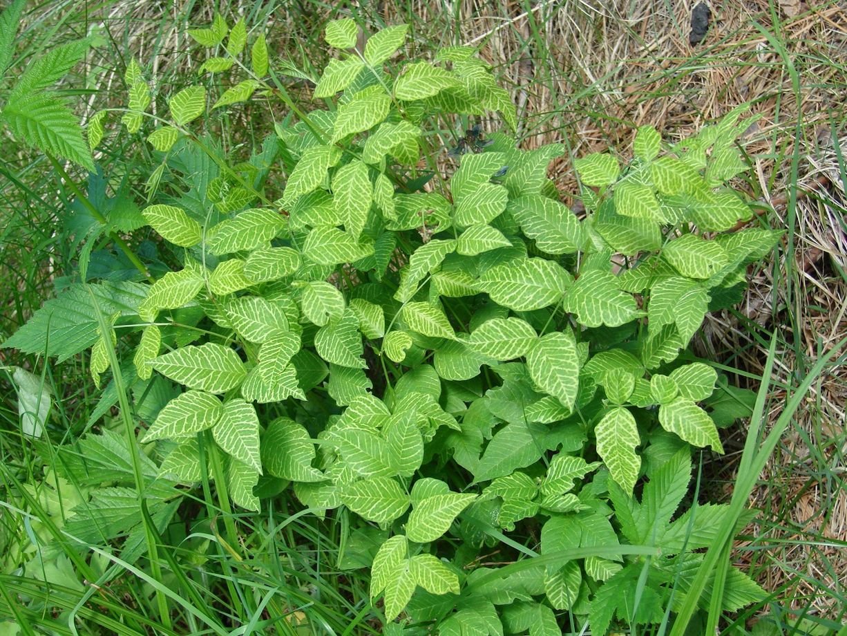 Image of Vicia baicalensis specimen.