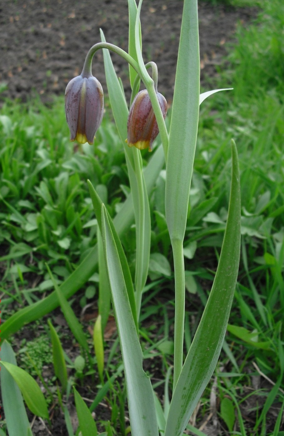 Image of Fritillaria uva-vulpis specimen.