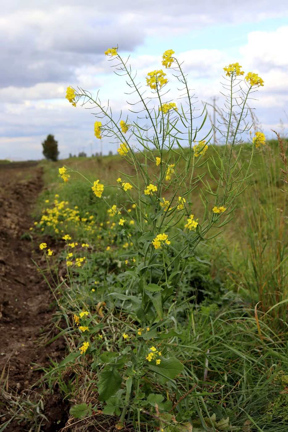 Image of Brassica campestris specimen.