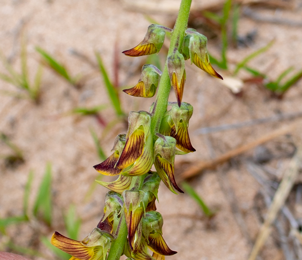 Image of Crotalaria pallida specimen.