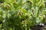 Cerinthe subspecies caucasica