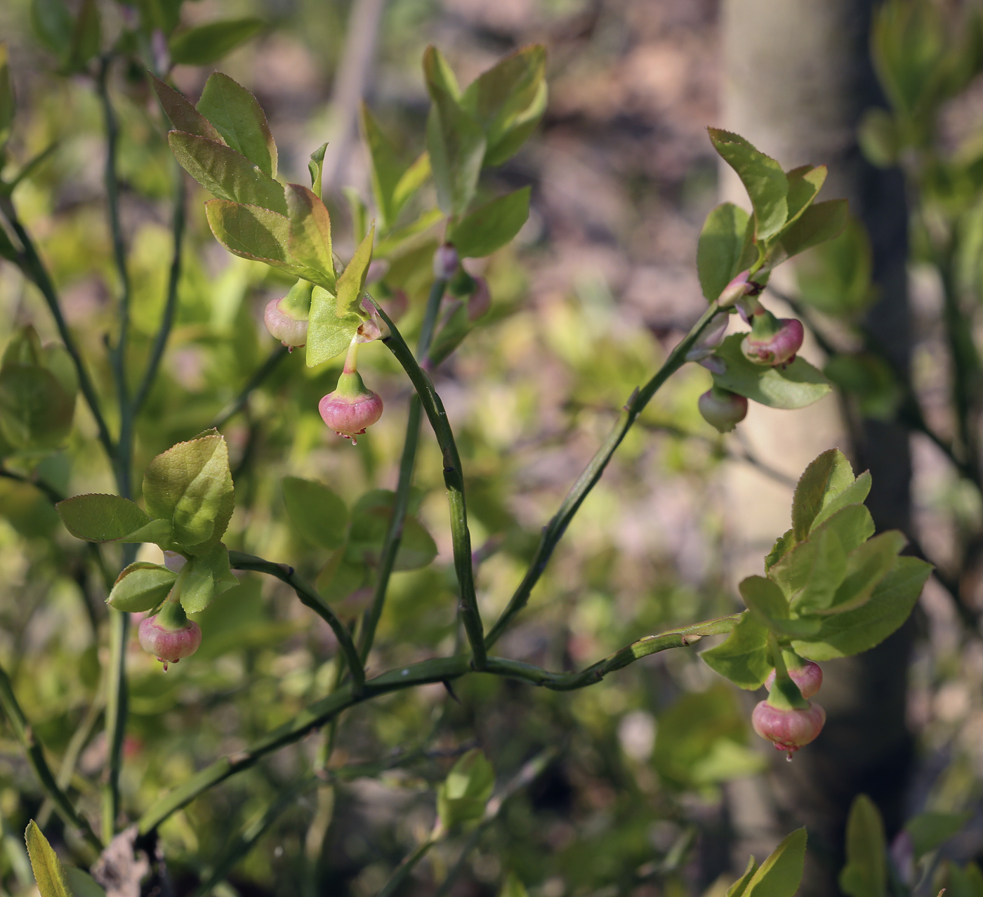 Image of Vaccinium myrtillus specimen.