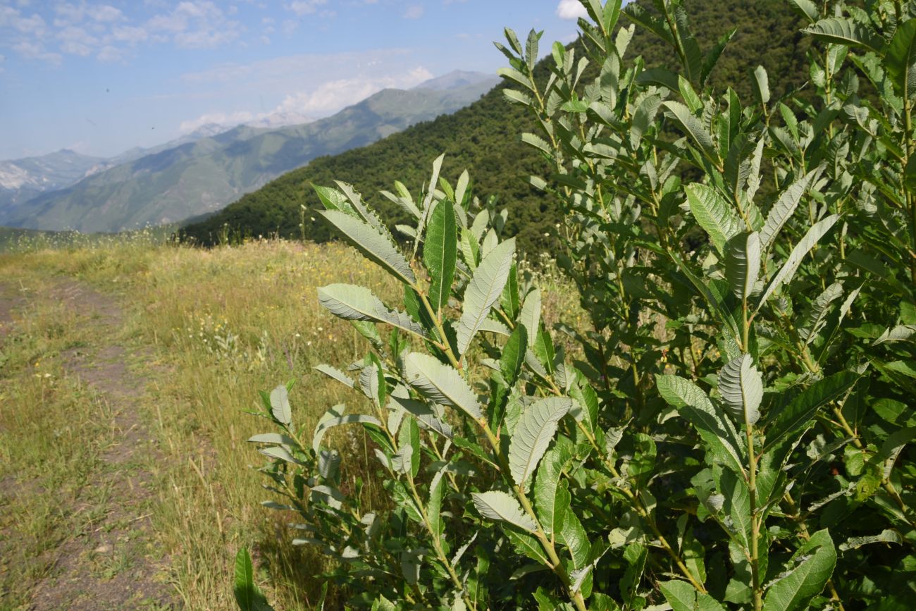 Image of Salix caucasica specimen.