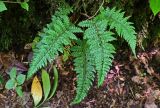 Polystichum braunii