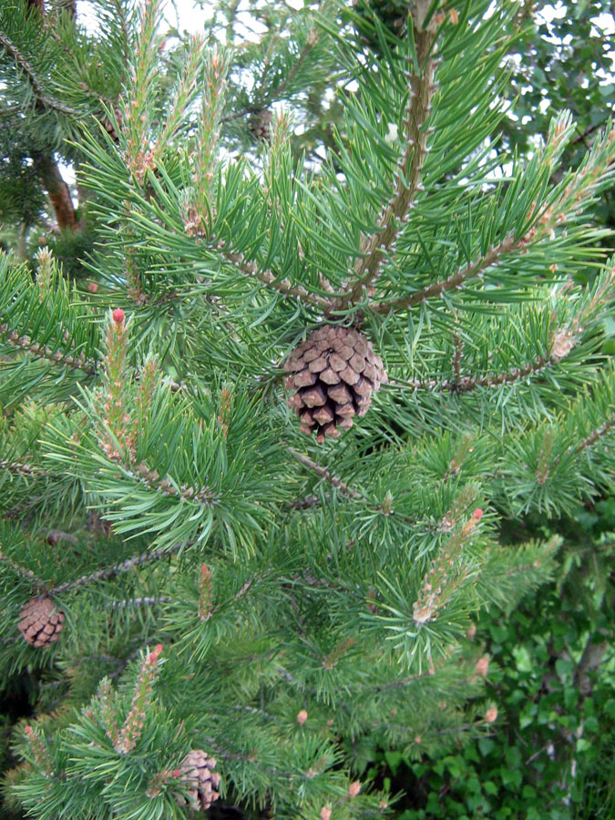 Image of Pinus sylvestris specimen.