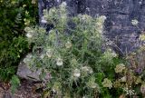 Cirsium echinus. Цветущее растение. Северная Осетия, Алагирский р-н, Куртатинское ущелье, Кадаргаванский каньон, подножие каменистого склона, у дороги. 23.07.2022.