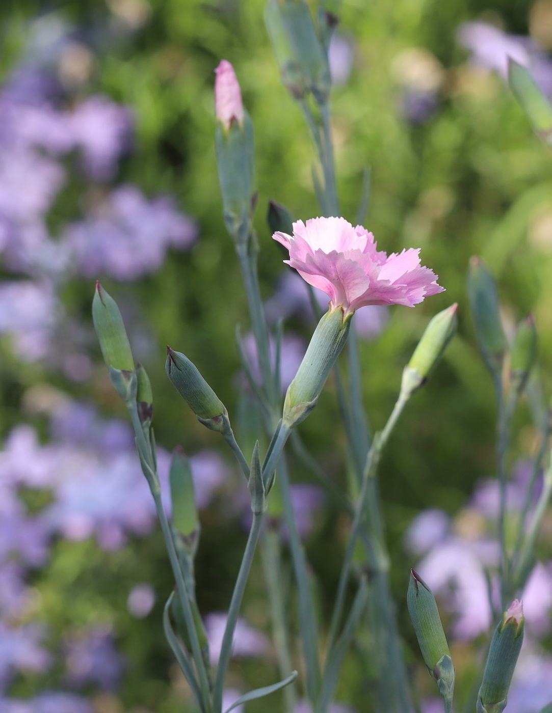 Image of Dianthus caryophyllus specimen.