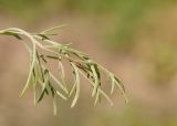 Artemisia jacutica. Лист. Республика Саха (Якутия), Хангаласский улус, Мальжагарский 2-й наслег, окр. с. Улахан-Ан, остепнённый берег р. Лена. 31.07.2023.