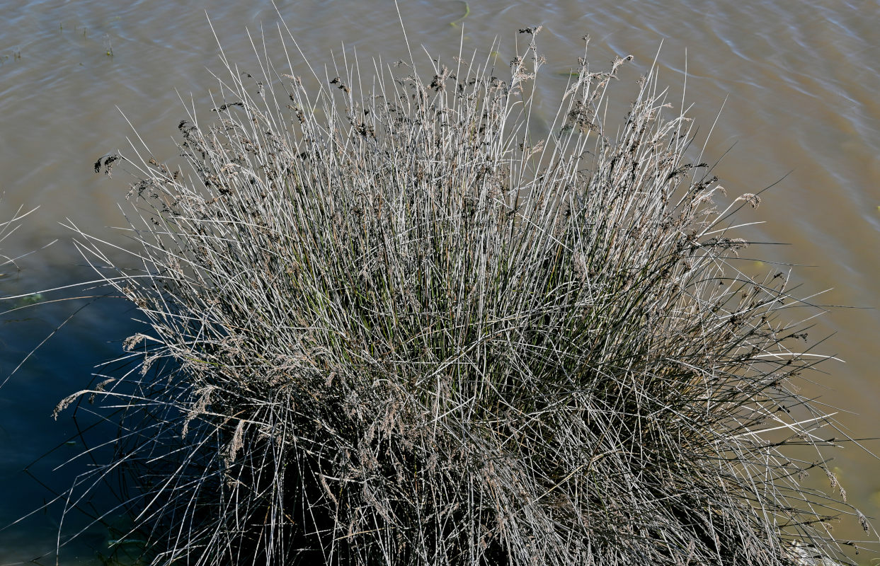 Image of Juncus arabicus specimen.