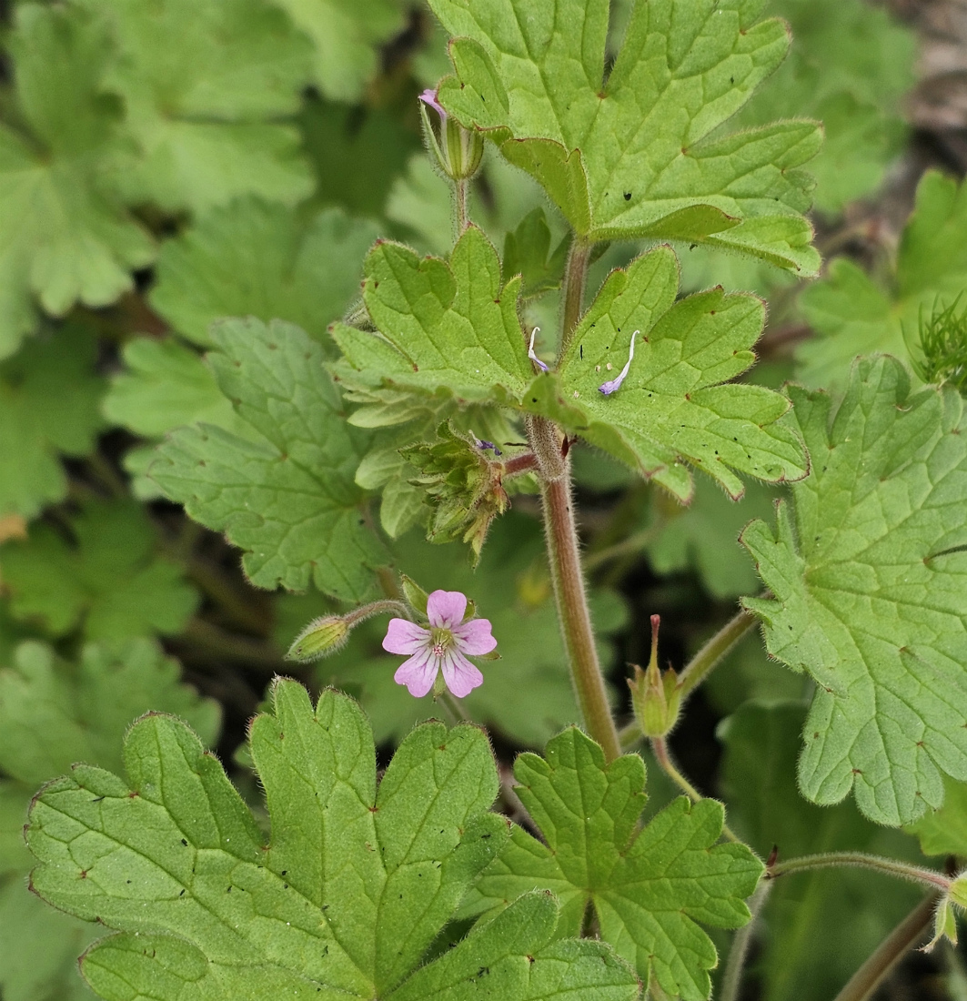 Изображение особи Geranium rotundifolium.