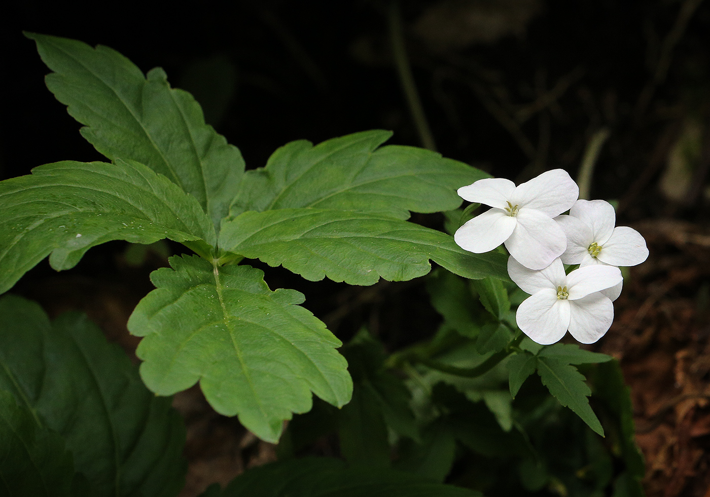 Image of Cardamine bulbifera specimen.