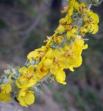 Смотреть изображение Verbascum gnaphalodes