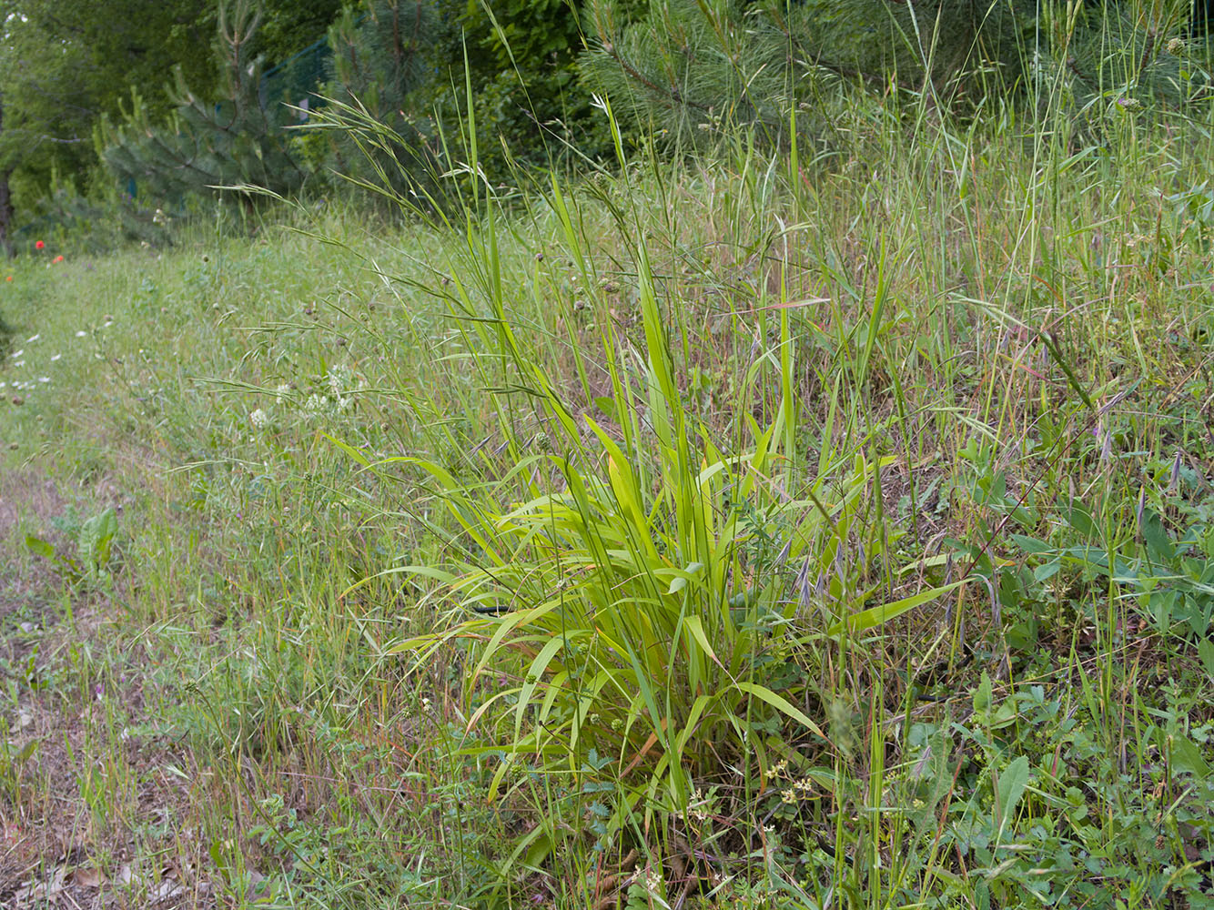 Image of Brachypodium sylvaticum specimen.