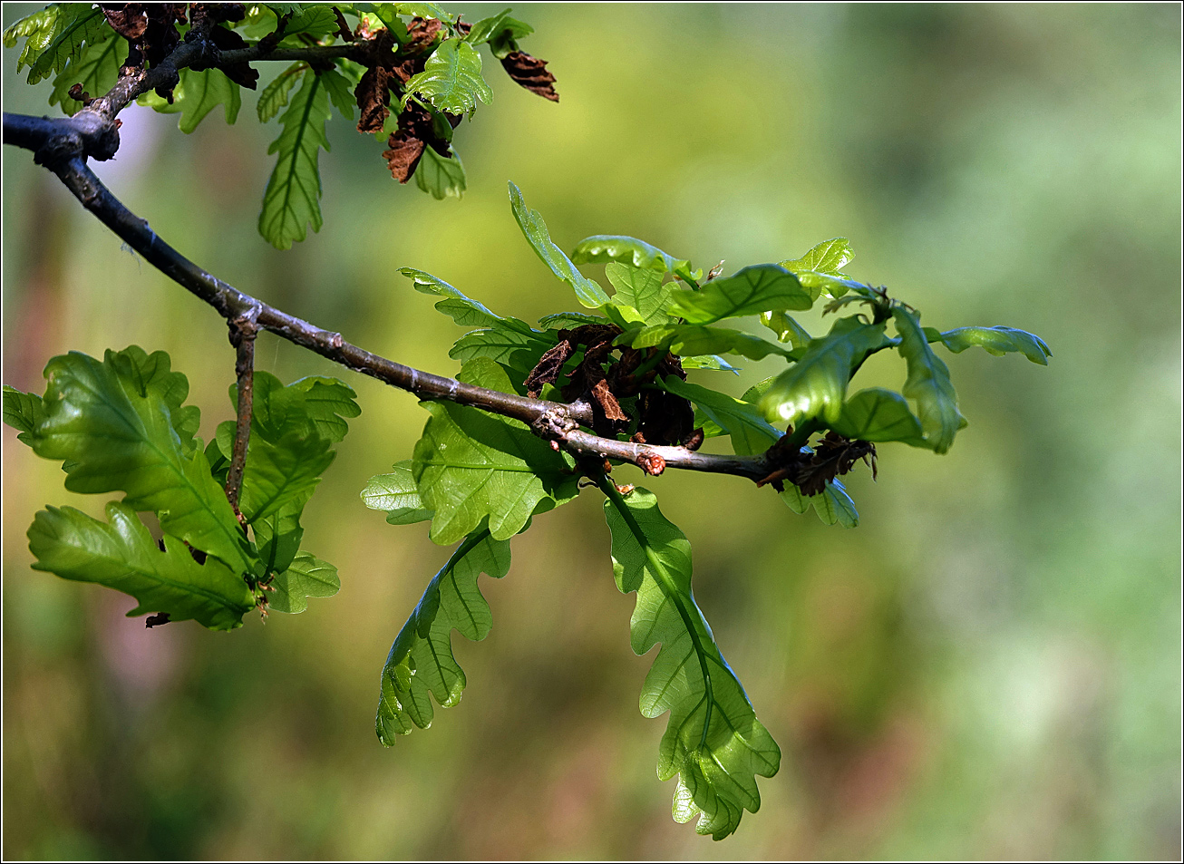 Изображение особи Quercus robur.