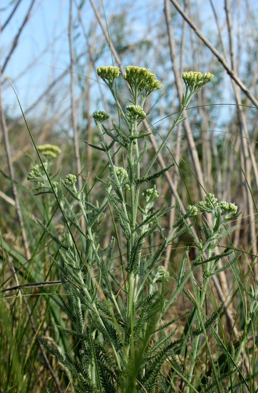 Изображение особи Achillea &times; submicrantha.