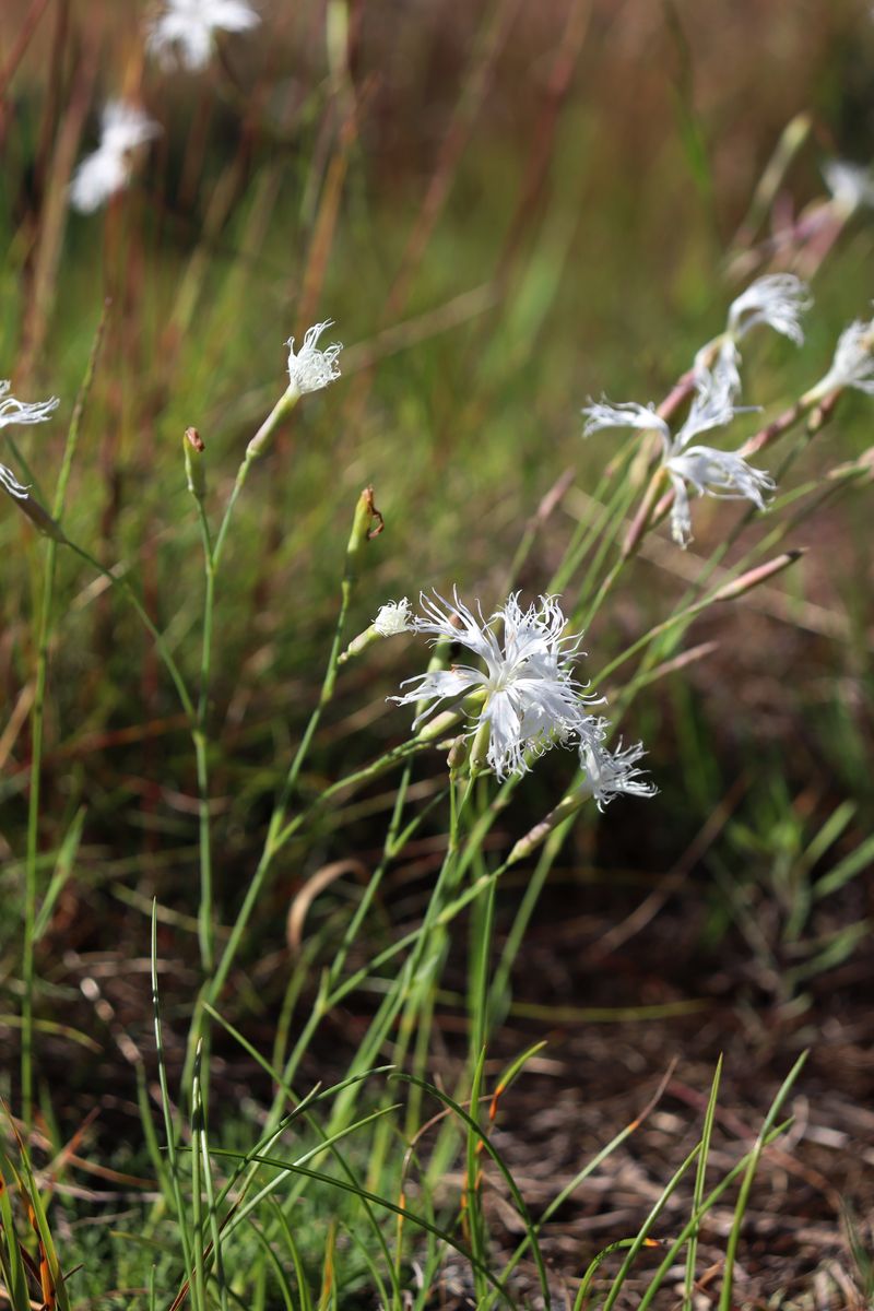 Изображение особи Dianthus borussicus.