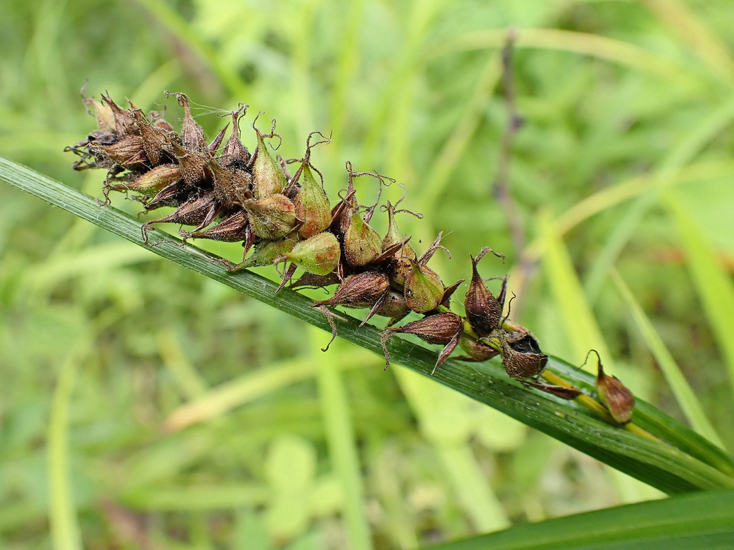 Image of genus Carex specimen.