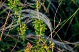 genus Stipa