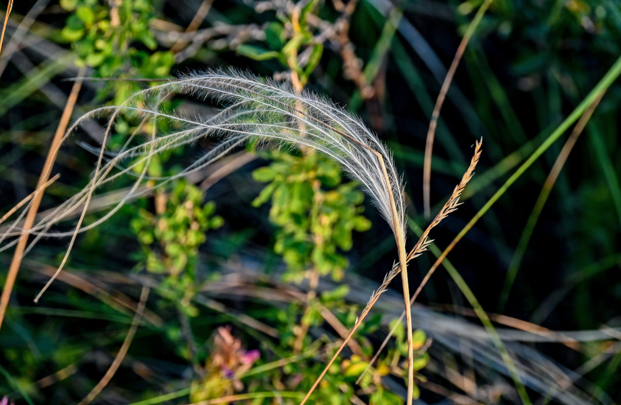 Изображение особи род Stipa.