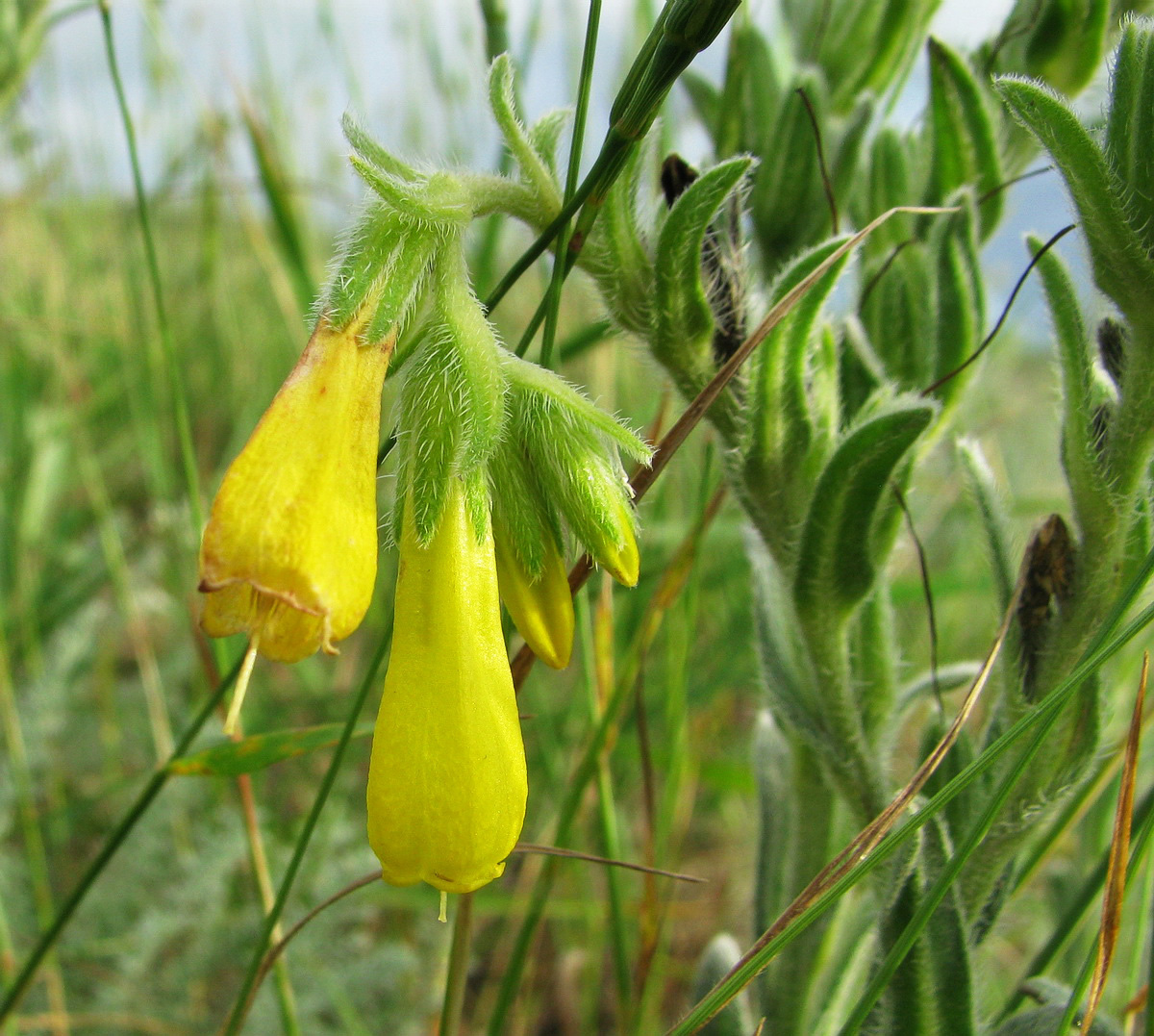 Изображение особи Onosma taurica.