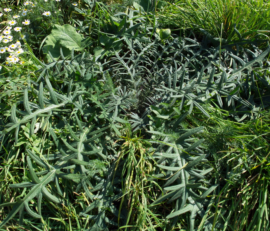 Изображение особи Cirsium vulgare.