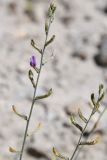 Astragalus intarrensis. Соцветия. Таджикистан, Горно-Бадахшанская автономная обл., Ишкашимский р-н, Ишкашимский хр., дол. р. Памир, выс. ≈ 3800 м н.у.м., сухой каменистый склон. 3 июля 2024 г.