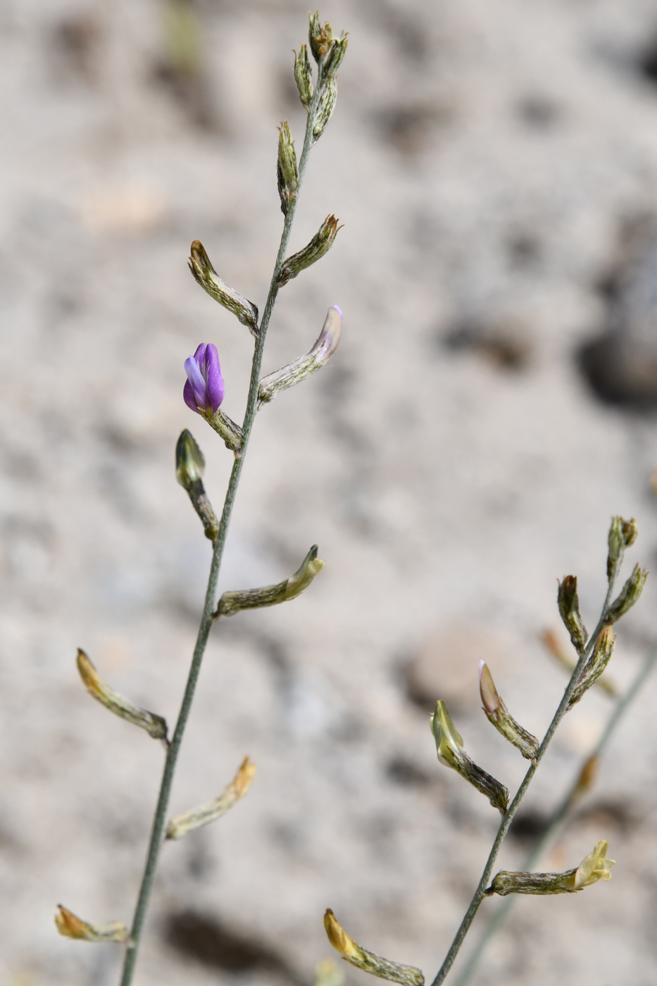 Изображение особи Astragalus intarrensis.