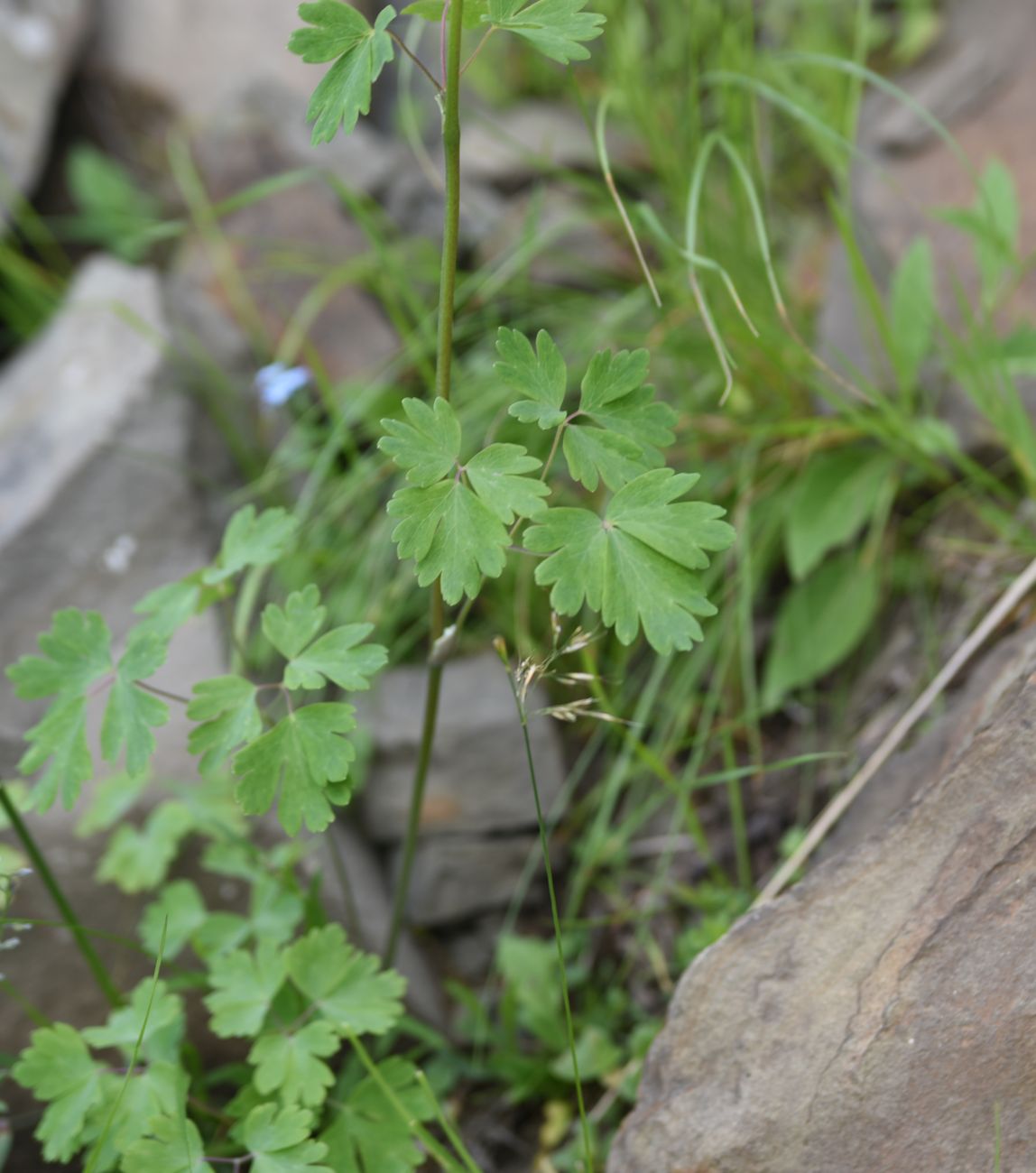 Изображение особи Aquilegia olympica.