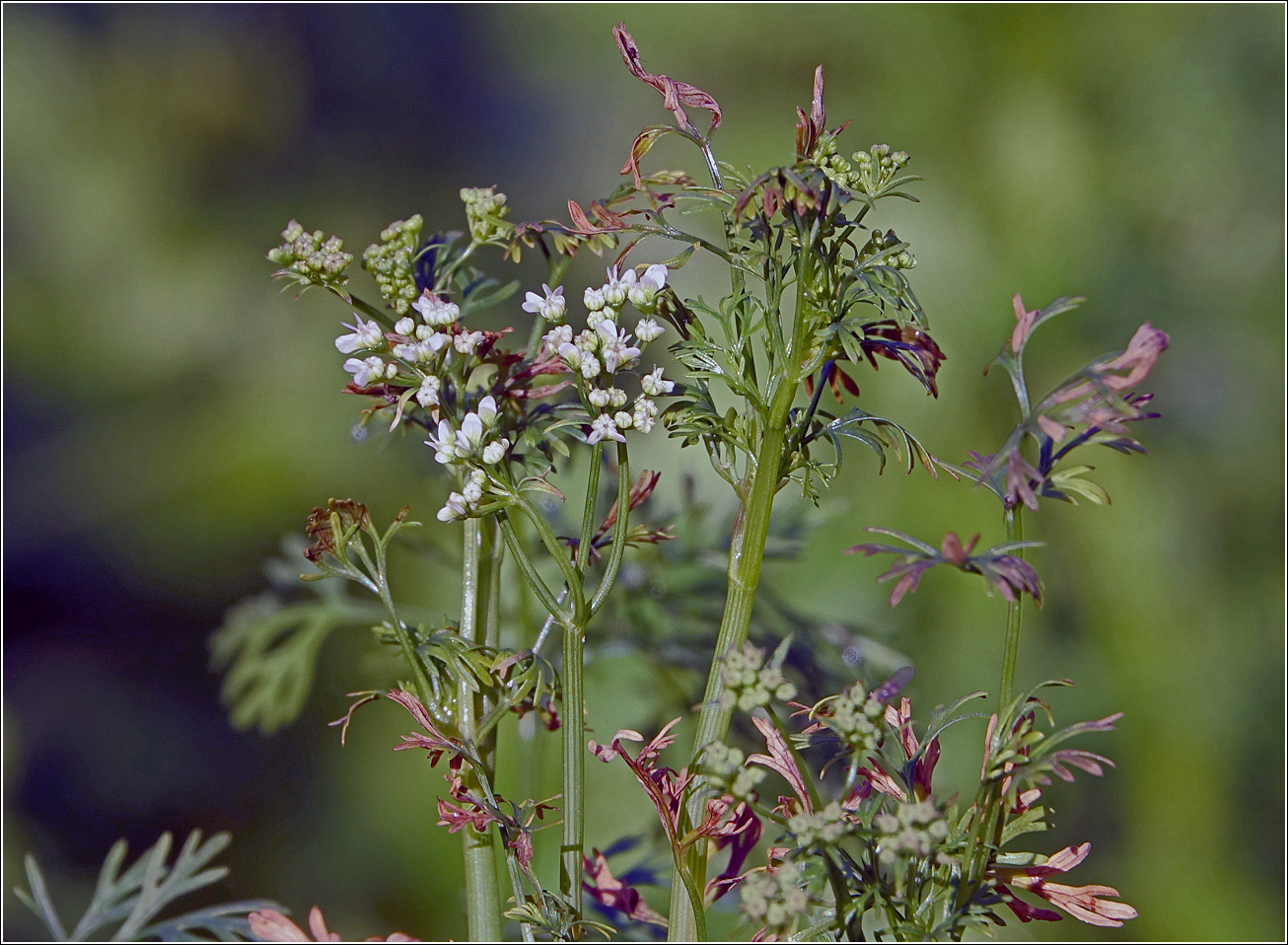 Изображение особи Coriandrum sativum.