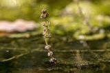 Myriophyllum spicatum