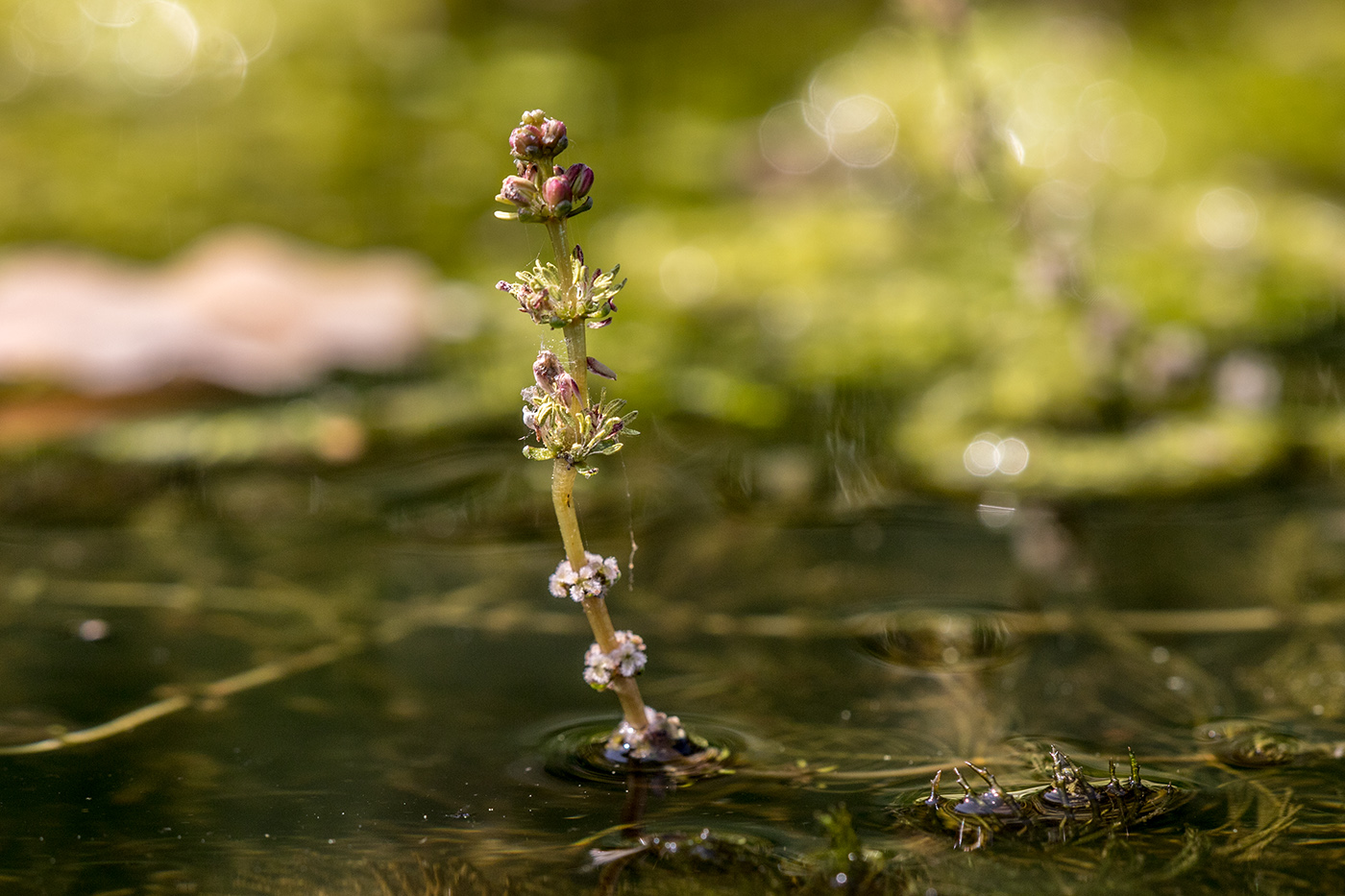 Изображение особи Myriophyllum spicatum.