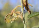 Crotalaria juncea