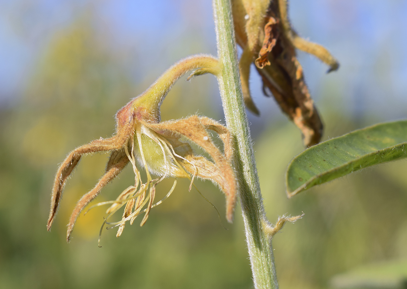 Изображение особи Crotalaria juncea.