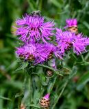 Centaurea jacea. Верхушки побегов с соцветиями и кормящейся пчелой. Вологодская обл., Кирилловский р-н, побережье оз. Ильинское, луг. 12.07.2024.