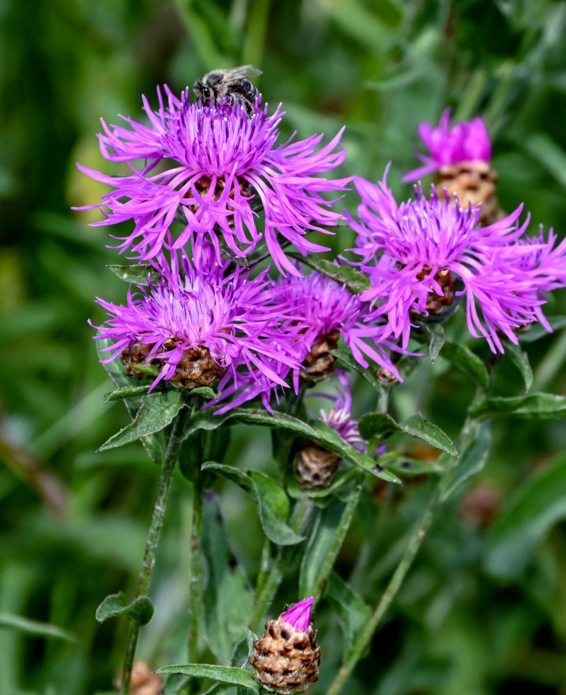 Image of Centaurea jacea specimen.