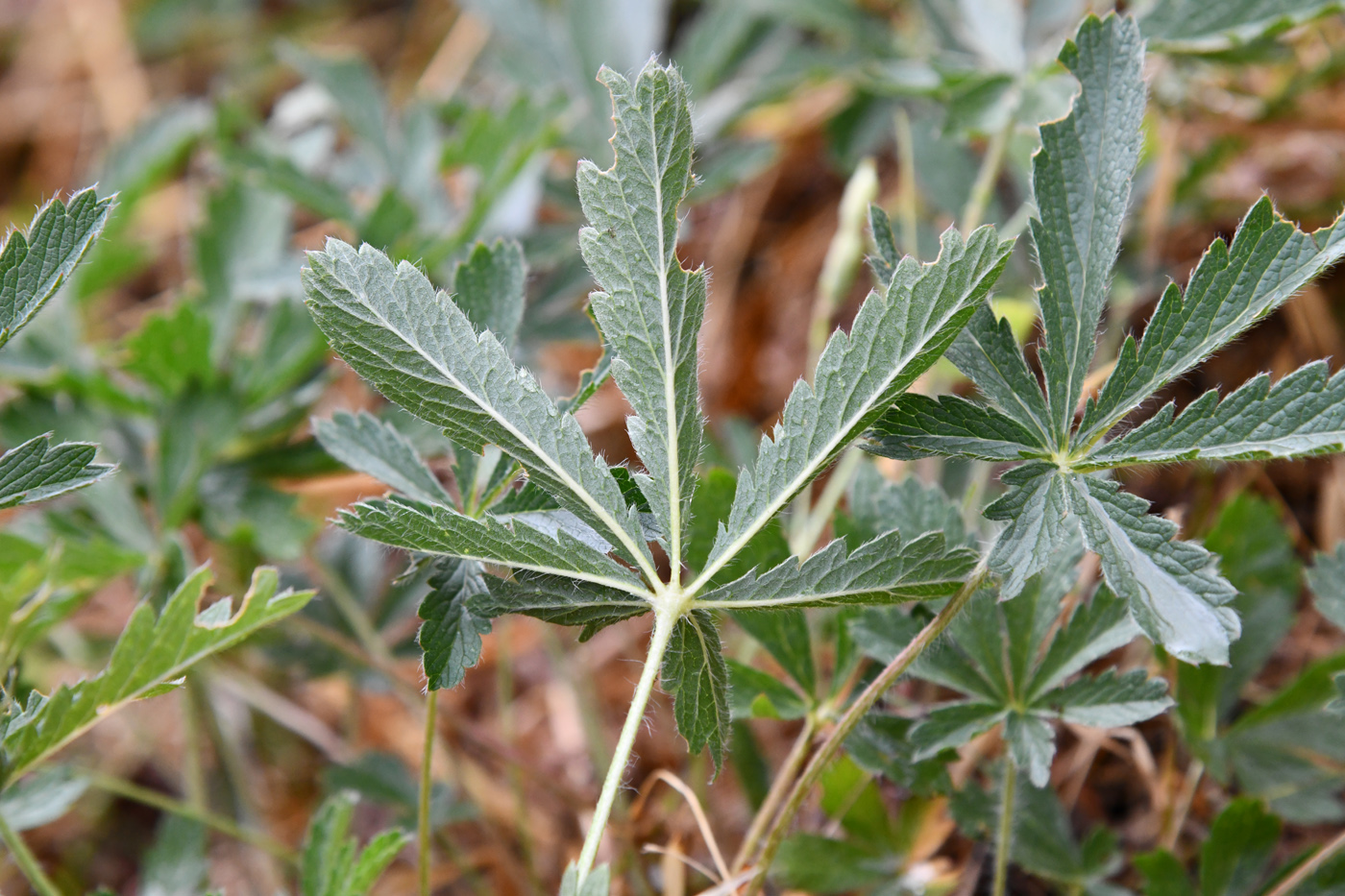 Image of Potentilla pedata specimen.