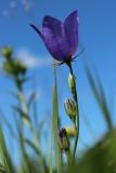 Campanula persicifolia. Верхушка растения с цветком и бутонами. Ленинградская обл., Волосовский р-н, дер. Донцо, суходольный злаково-разнотравный луг на карбонатной почве. 22.06.2024.