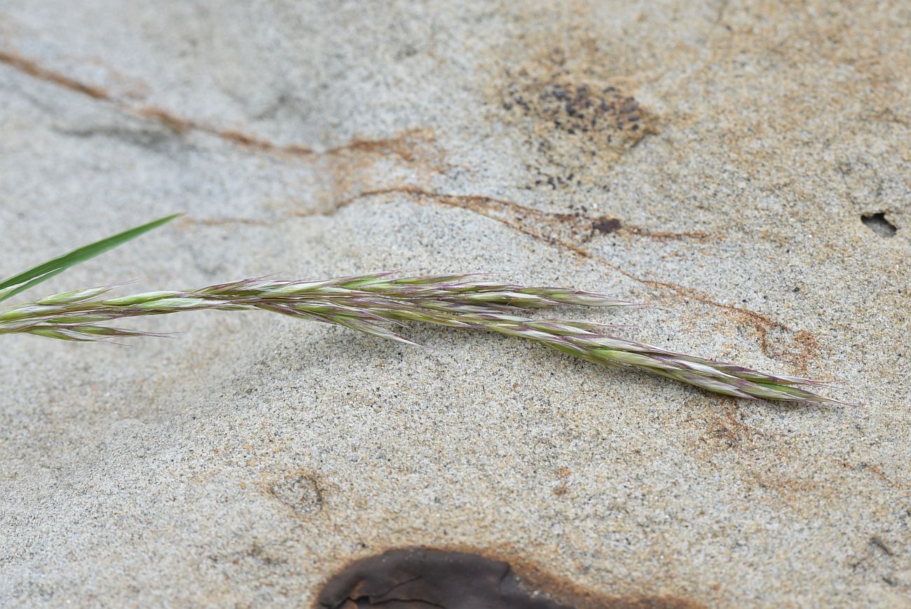 Image of familia Poaceae specimen.