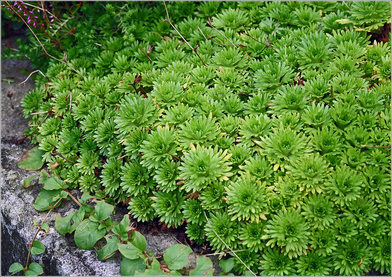 Image of Saxifraga &times; arendsii specimen.