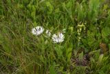 Centaurea cheiranthifolia. Цветущие растения. Чечня, Шаройский р-н, 2 км к востоку от ур. Хиндушты, 1 км на юго-запад от Сигнальной горы, выс. 2200 м н.у.м., луг. 1 июля 2024 г.