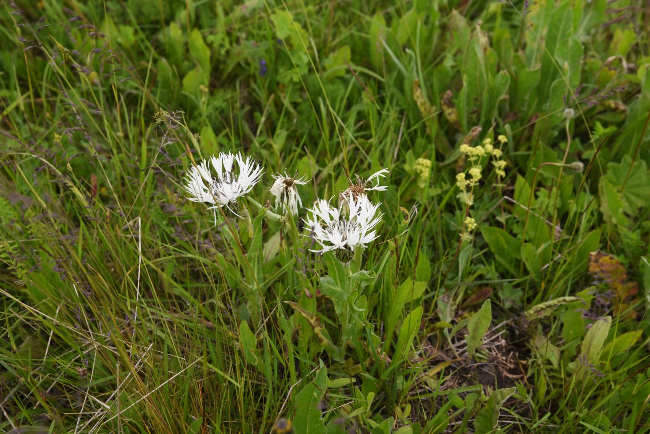 Изображение особи Centaurea cheiranthifolia.