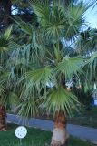 Washingtonia filifera. Взрослое растение. Краснодарский край, Черноморское побережье Кавказа, г. Геленджик. 21 декабря 2024 г.