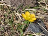 Eranthis longistipitata