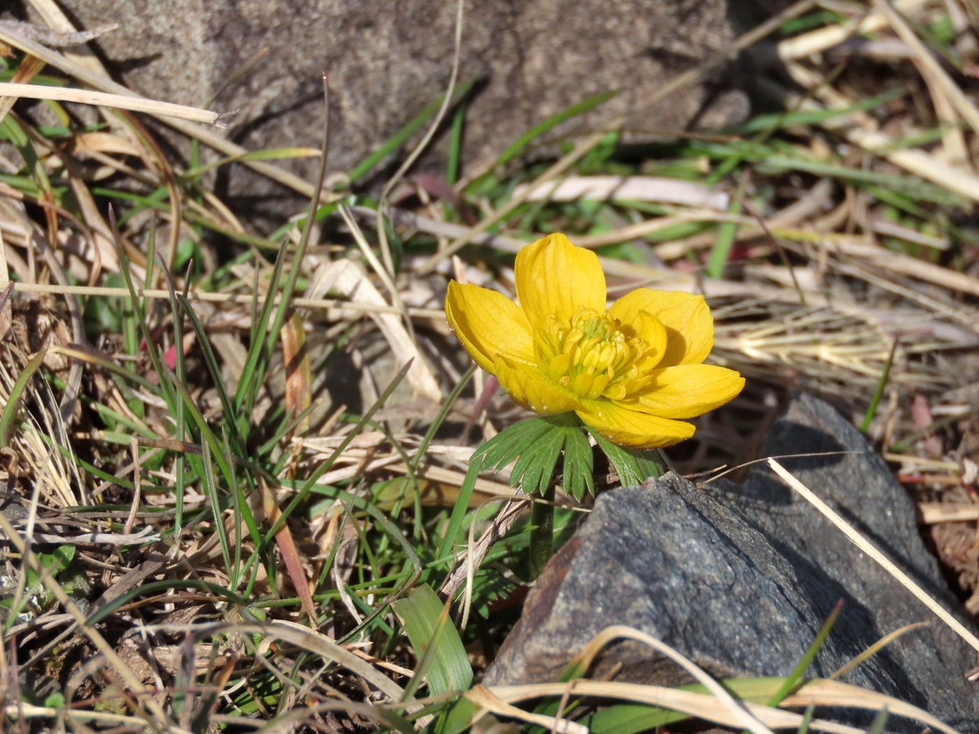 Image of Eranthis longistipitata specimen.