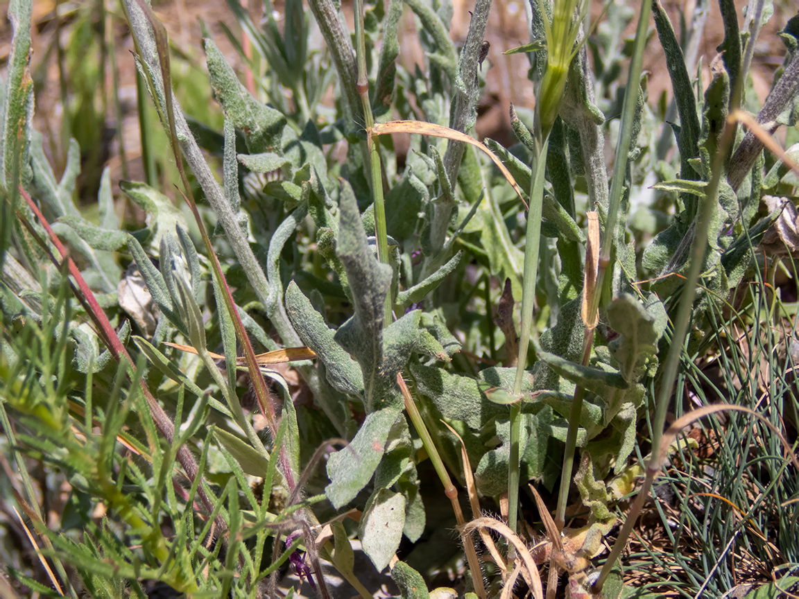 Image of Jurinea roegneri specimen.